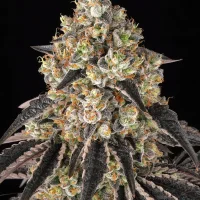 Black Cherry Gushers